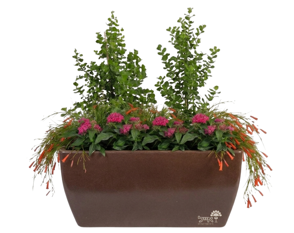 אדנית מוכנה עם צמחיה | 2 אוג מוכחל, 3 רוסליה ננסית ו-8 פנטס אזמלני | 5 צבעים לבחירה | 80X40X50