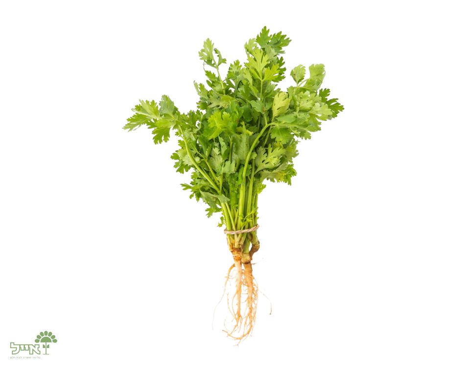 כוסברה | 100 זרעים