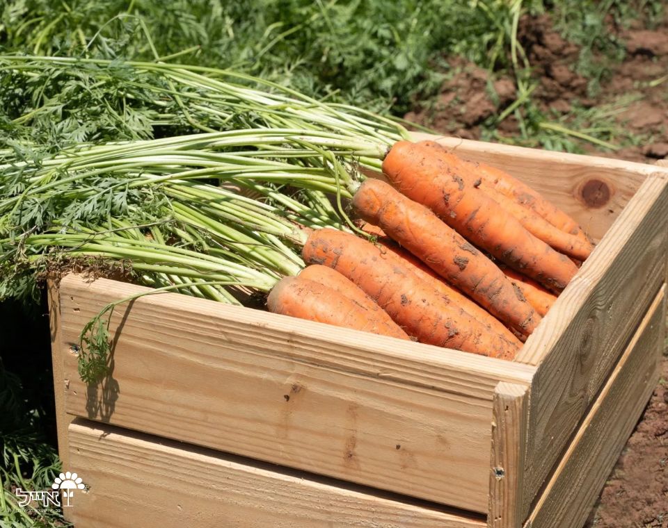 גזר כתום | 100 זרעים