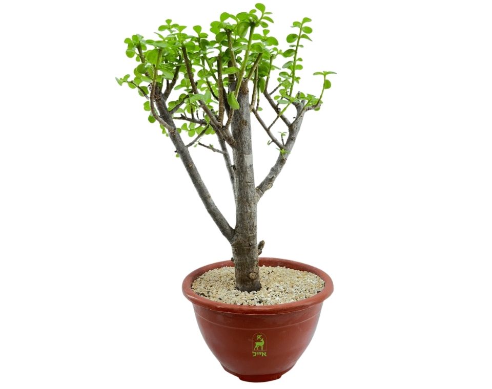 בונסאי פורטולקריה (עץ הכסף) | עציץ בנפח 4 ליטר