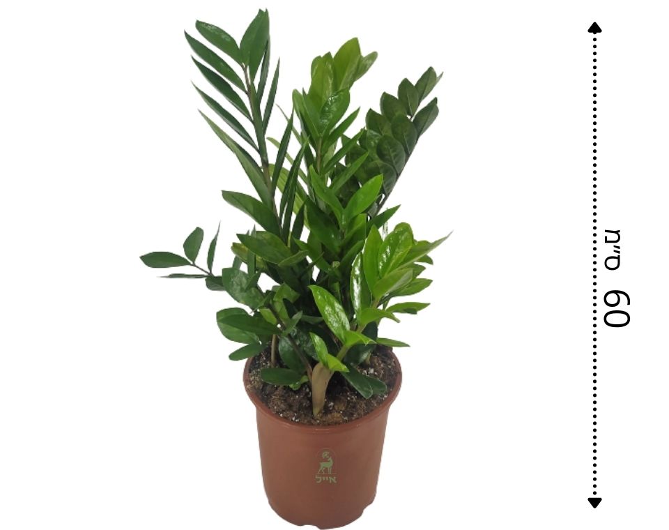 זמיה קוקוס | בעציץ נפח 4 ליטר