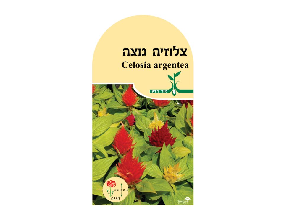 צלוזיה נוצה | כ-50 זרעים