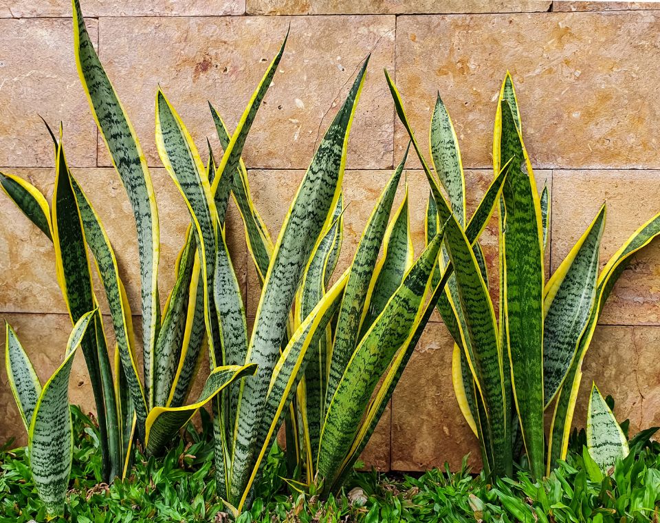 סנסיווריה מגוונת | בעציץ נפח 10 ליטר