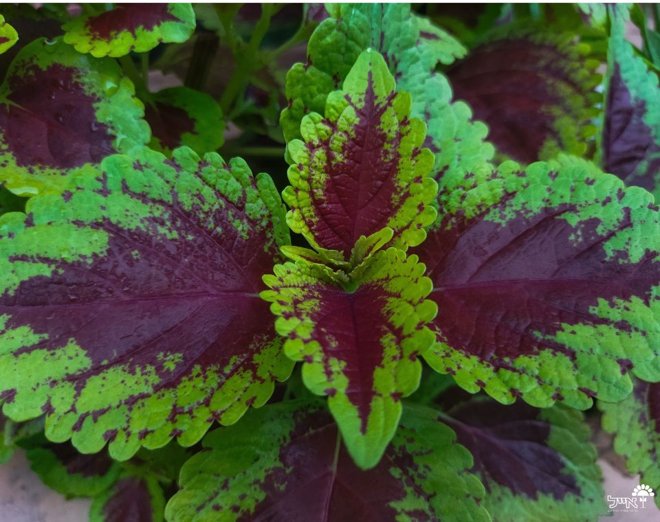 קולאוס (נדנונית) | בעציץ 12 ס"מ