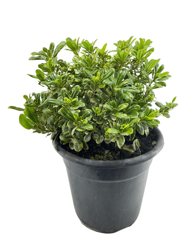 פיטוספורום ננסי | עציץ בנפח 4 ליטר