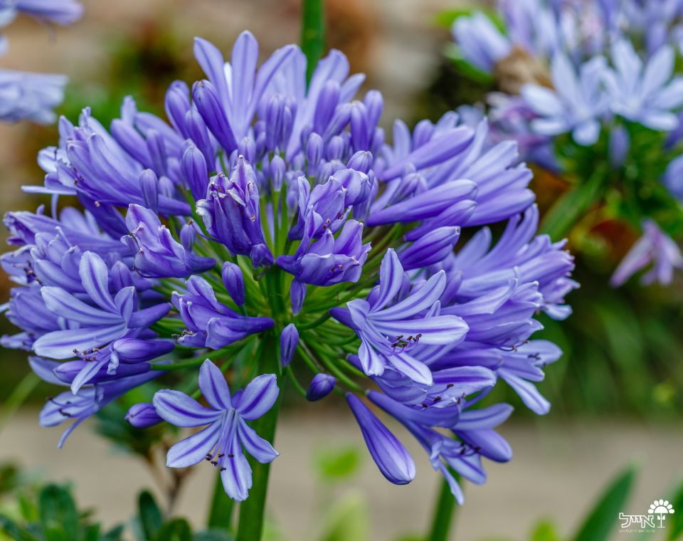 אגפנטוס | עציץ בנפח 4 ליטר