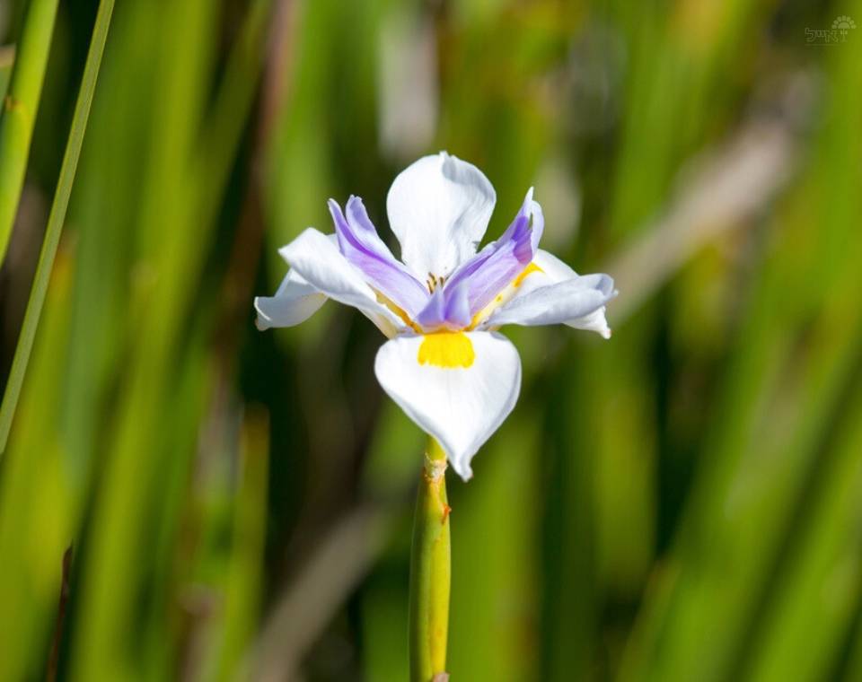 דיאטס | עציץ בנפח 4 ליטר