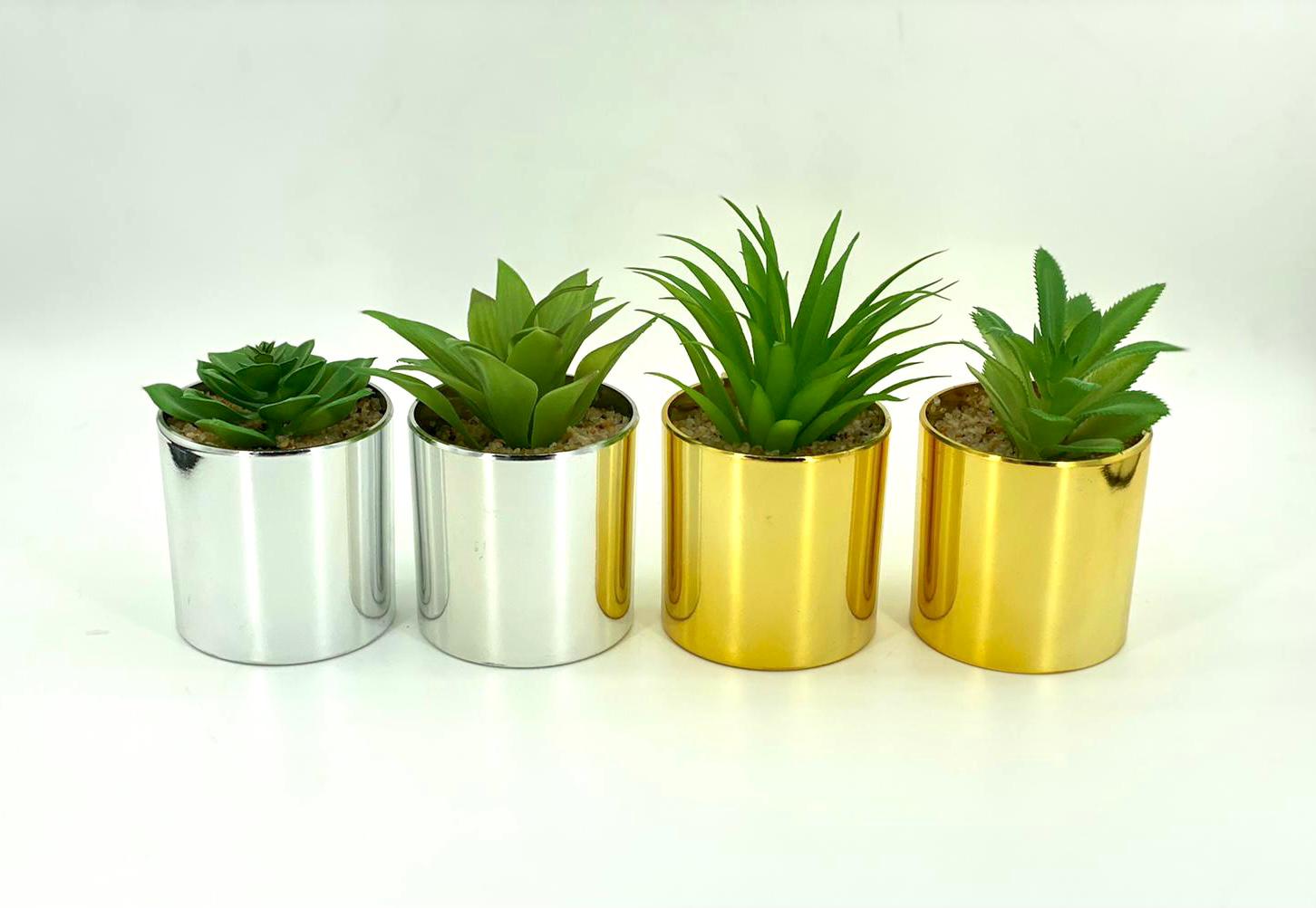 סוקולנט - זהב וכסף