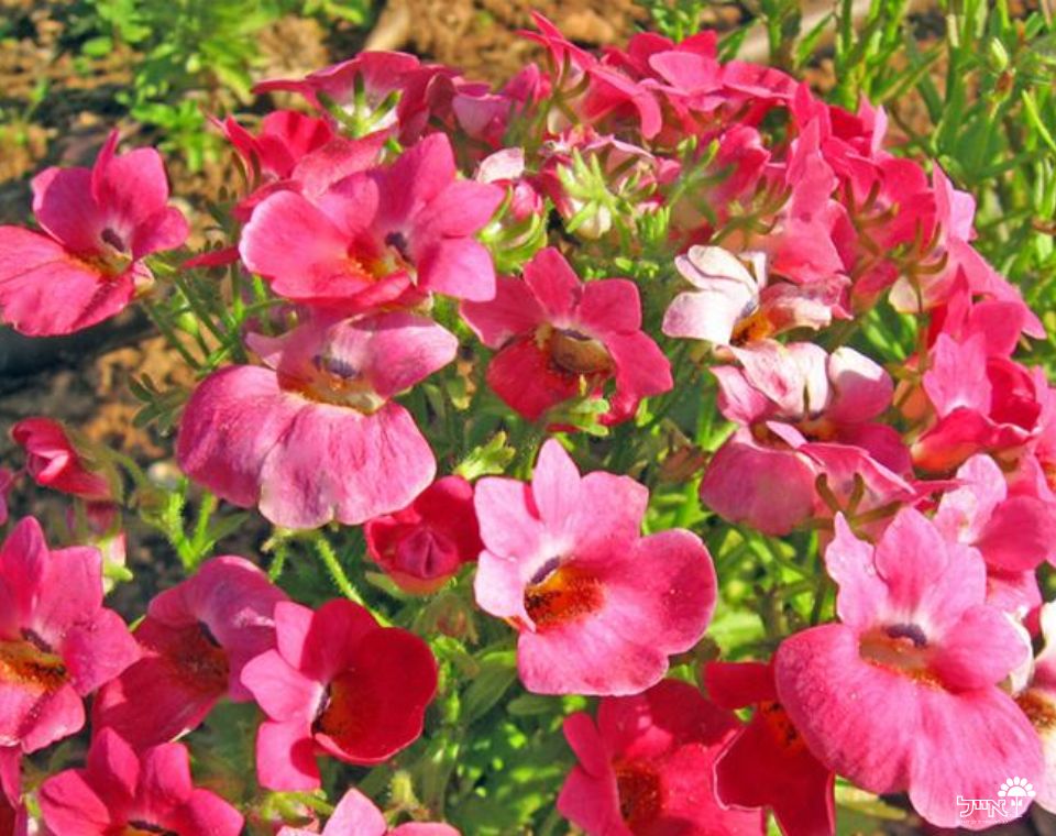 נמסיה | עציץ בקוטר 12 ס"מ