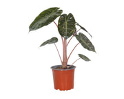 אלוקסיה בלק וולווט | בעציץ 12 ס"מ