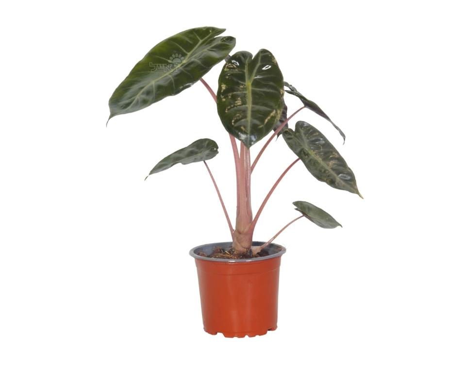 אלוקסיה בלק וולווט | בעציץ 12 ס"מ