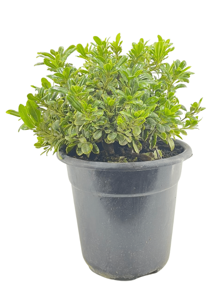 פיטוספורום ננסי | עציץ בנפח 4 ליטר