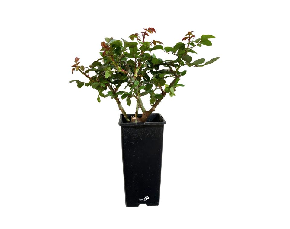 ורד אוקלהומה | 4 ליטר | צבע בורדו