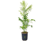 חמדוריאה שפריצי | 25 ליטר