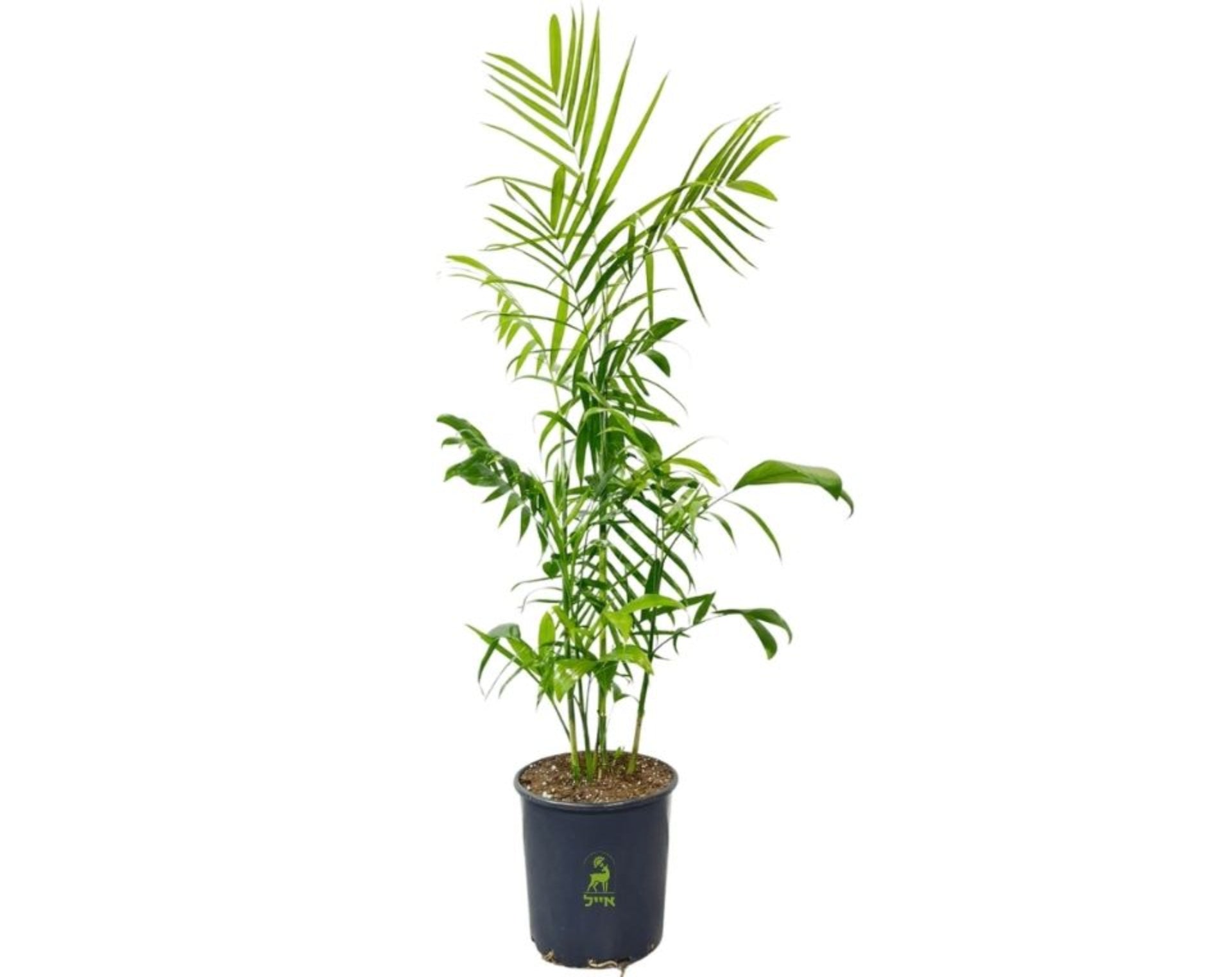 חמדוריאה שפריצי | 25 ליטר