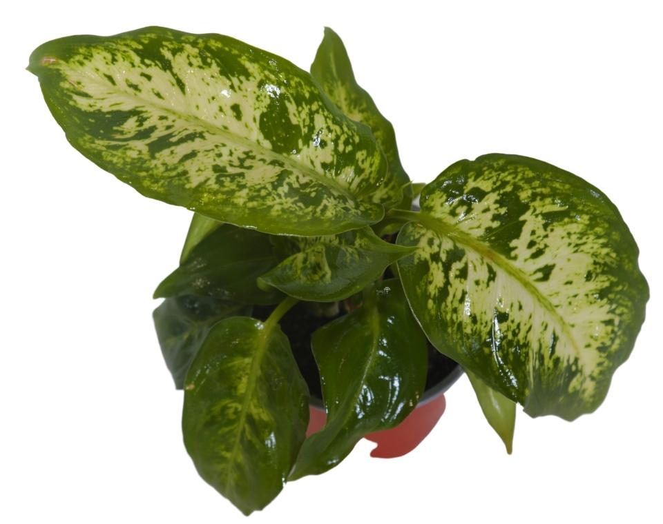 דיפנבכיה | בעציץ קוטר 8 ס"מ