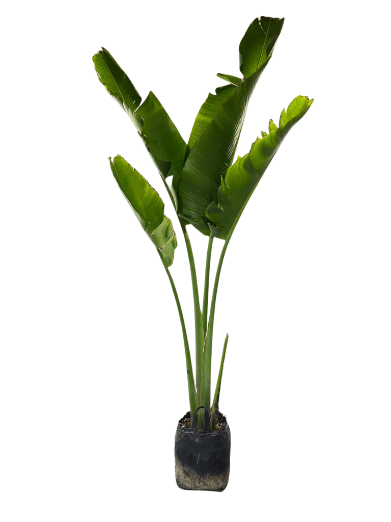 רבלנה | עציץ בנפח 10 ליטר