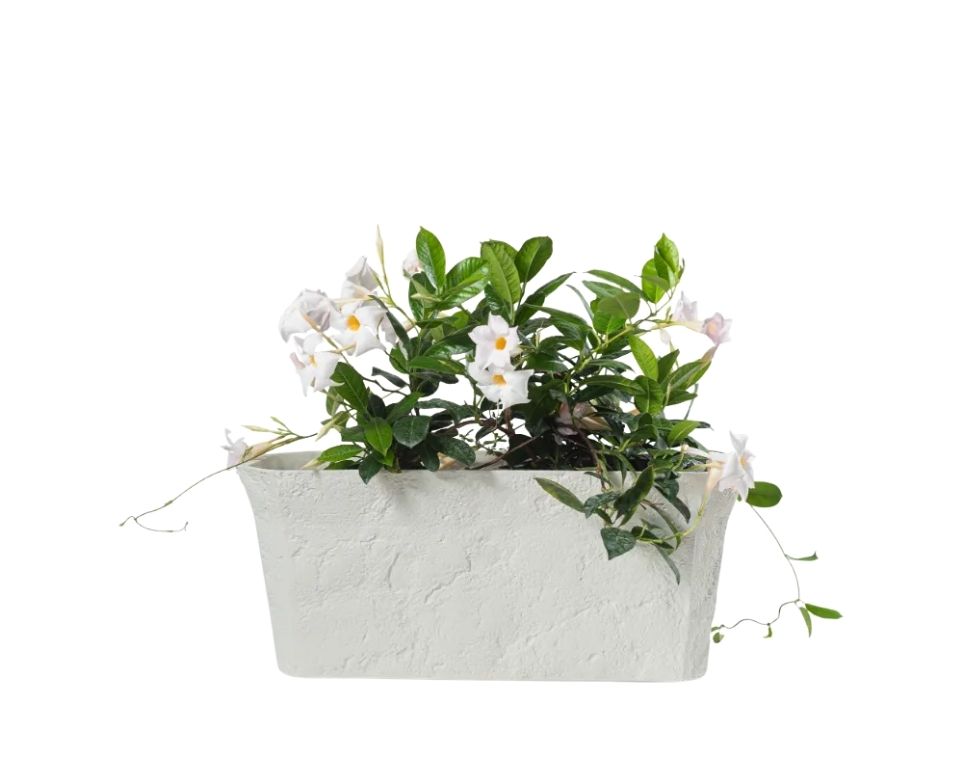 אדנית נרקיס אבן | צבע שמנת | 57X28X24