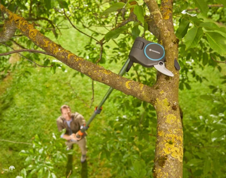 מזמרת גובה | גובה 175-650 ס"מ | StarCut Pro - משתלת אייל