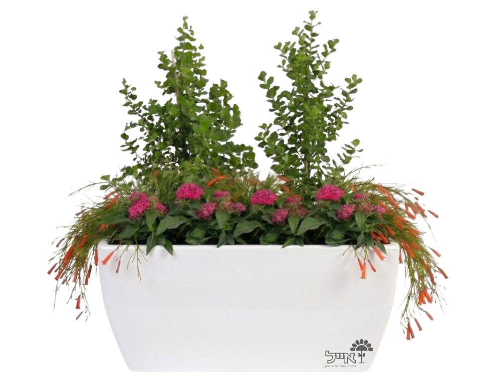 אדנית מוכנה עם צמחיה | 2 אוג מוכחל, 3 רוסליה ננסית ו-8 פנטס אזמלני | 5 צבעים לבחירה | 80X40X50