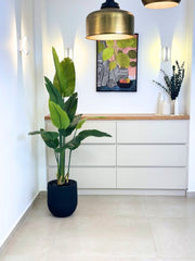 ציפור גן עדן | כד אגס קטן | גובה 1.80 מטר