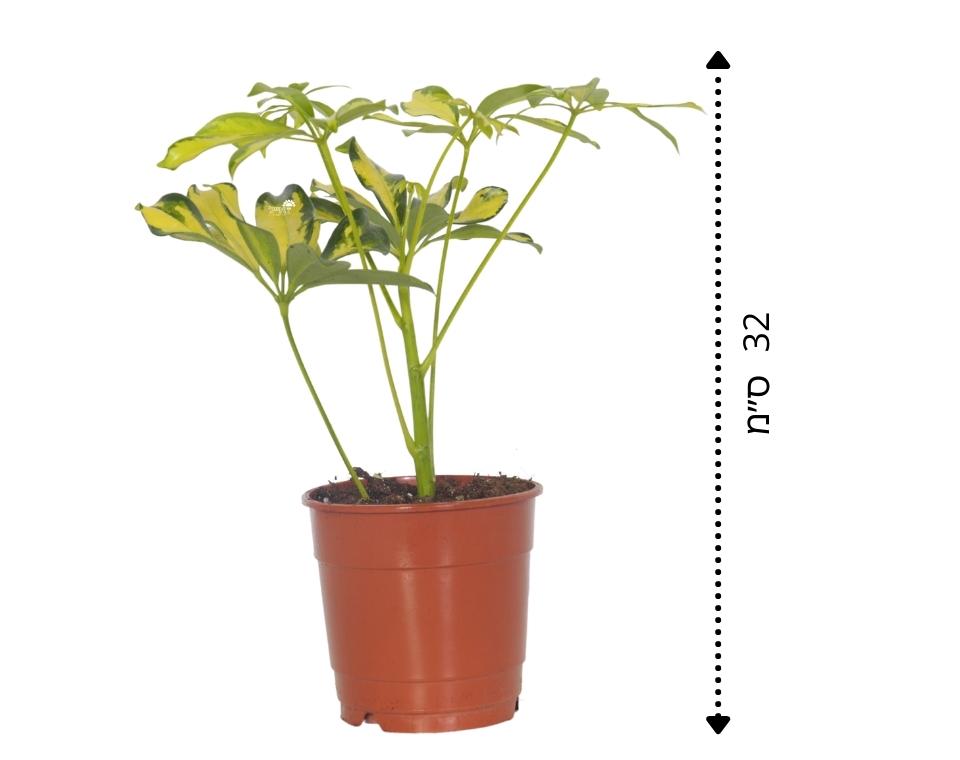שפלרה מגוונת | עציץ בקוטר 15 ס"מ