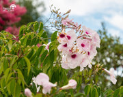 פנדוראה | עציץ בנפח 10 ליטר