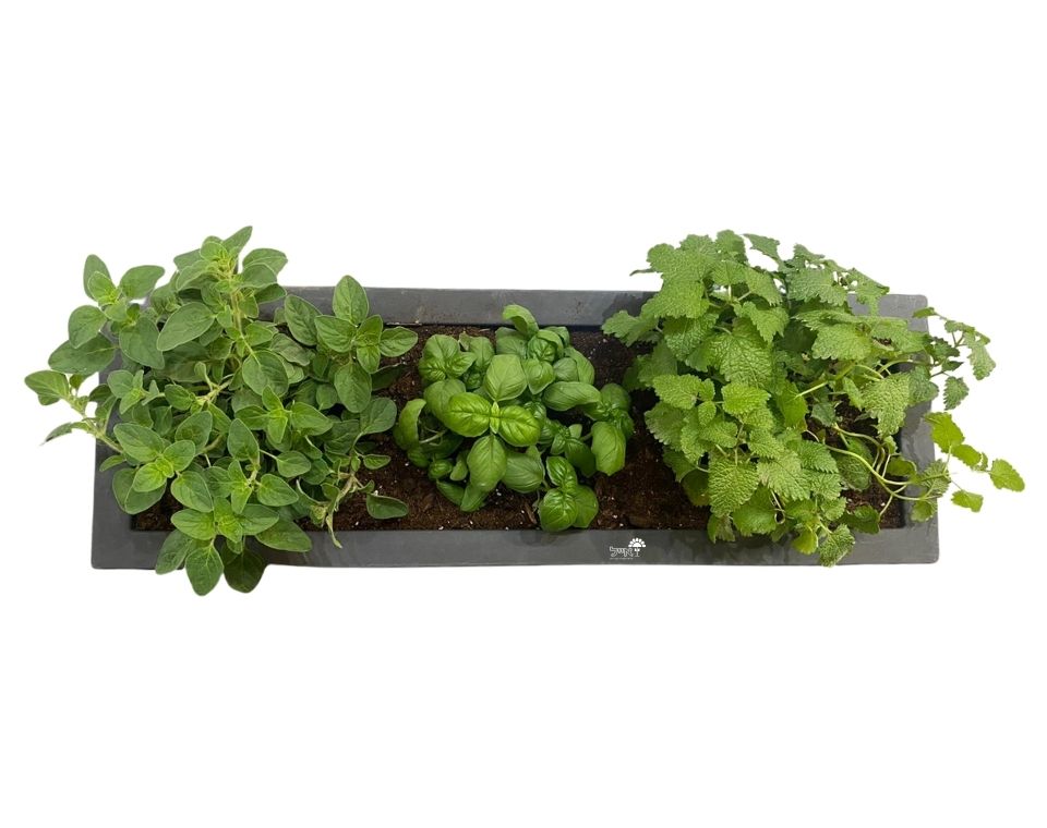 אדנית קטנה דמוי בטון | 3 צמחים לבחירה | 59X19.5X22.8 | אפור כהה