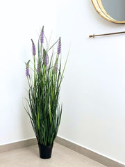 עשבוני לבנדר בינוני | גובה 1.20 מטר