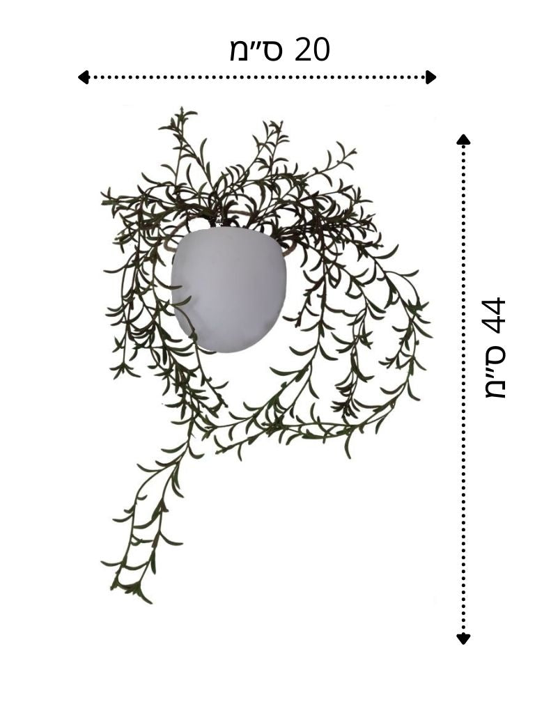 עציץ גולש רוזמרין | כולל כלי פייבר לבן