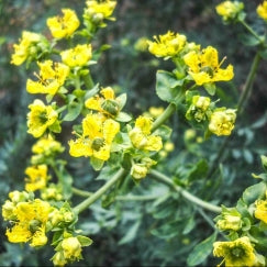 רודה / רוטה (פיגם) | בעציץ קוטר 12 ס״מ