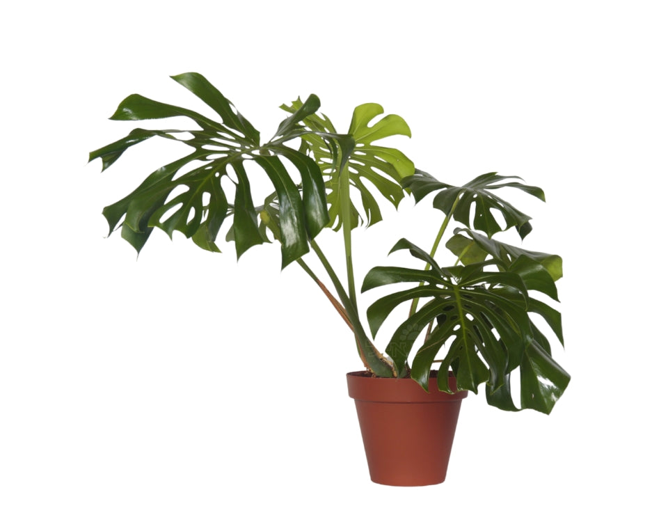 מונסטרה | עציץ בנפח 10 ליטר