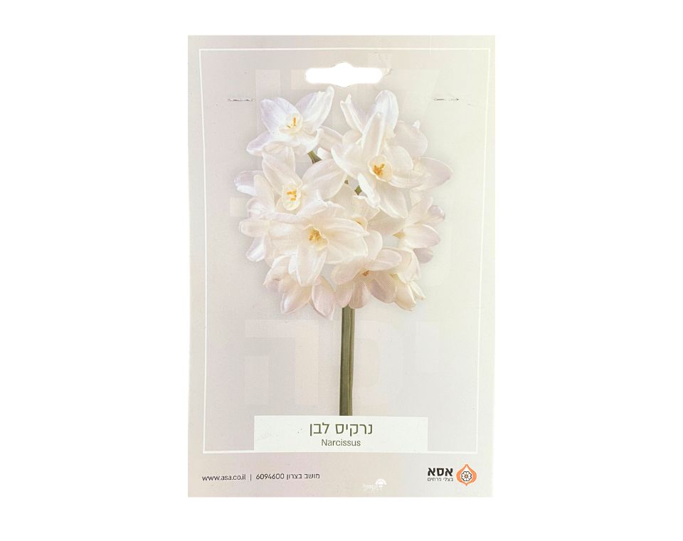 נרקיס לבן | 5 יחידות