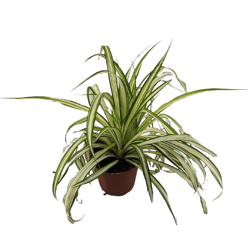 ירקה מגוונת | עציץ בנפח 1 ליטר