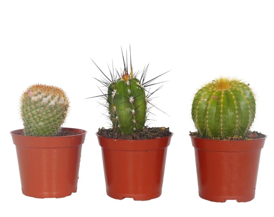 קיט 3 קקטוסים קוצניים | עציץ בקוטר 6.5 ס"מ