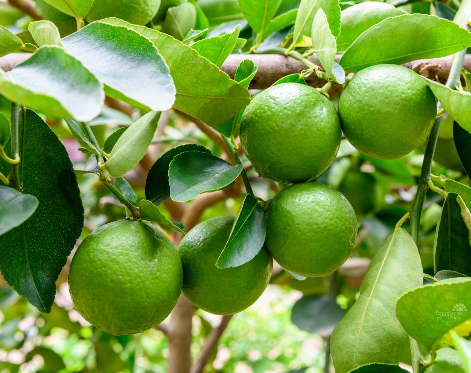 עץ ליים | עציץ בנפח 25 ליטר