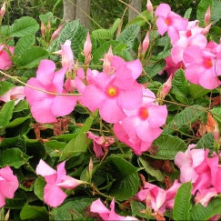 מנדוילה | עציץ בנפח 10 ליטר