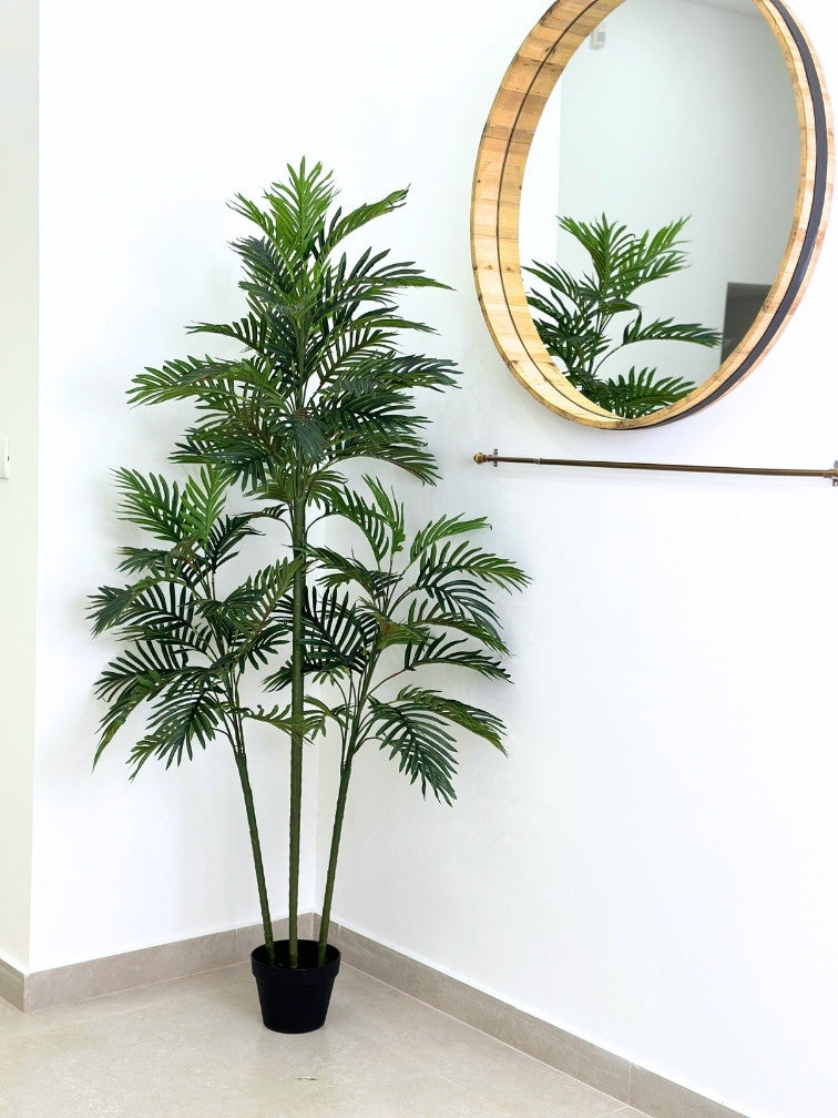 עץ דקל | גובה 165 ס''מ