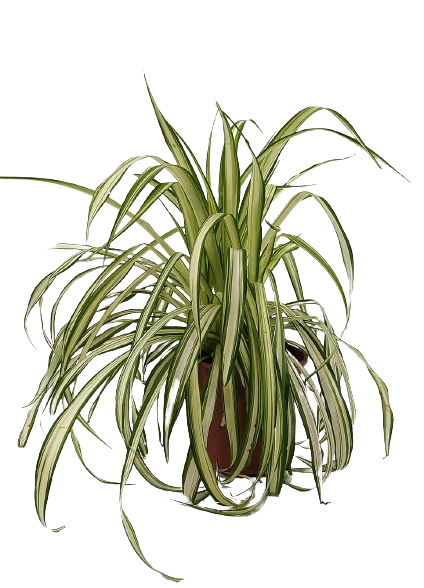 ירקה מגוונת | עציץ בנפח 1 ליטר