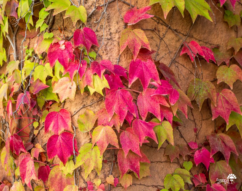 גפנית משולשת | עציץ בנפח 10 ליטר