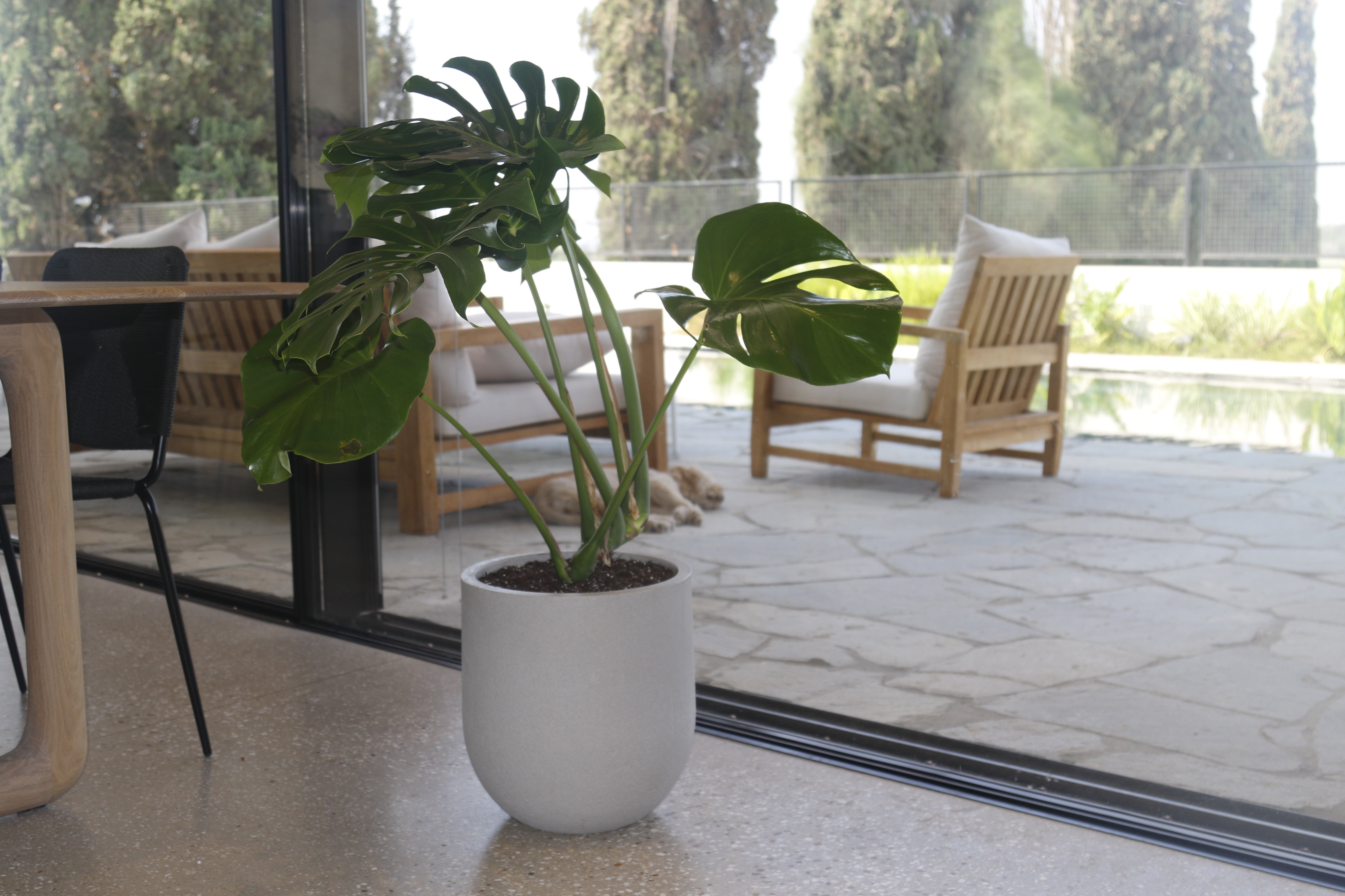 כד מעוצב עגול | 37 ס״מ | צמח מונסטרה