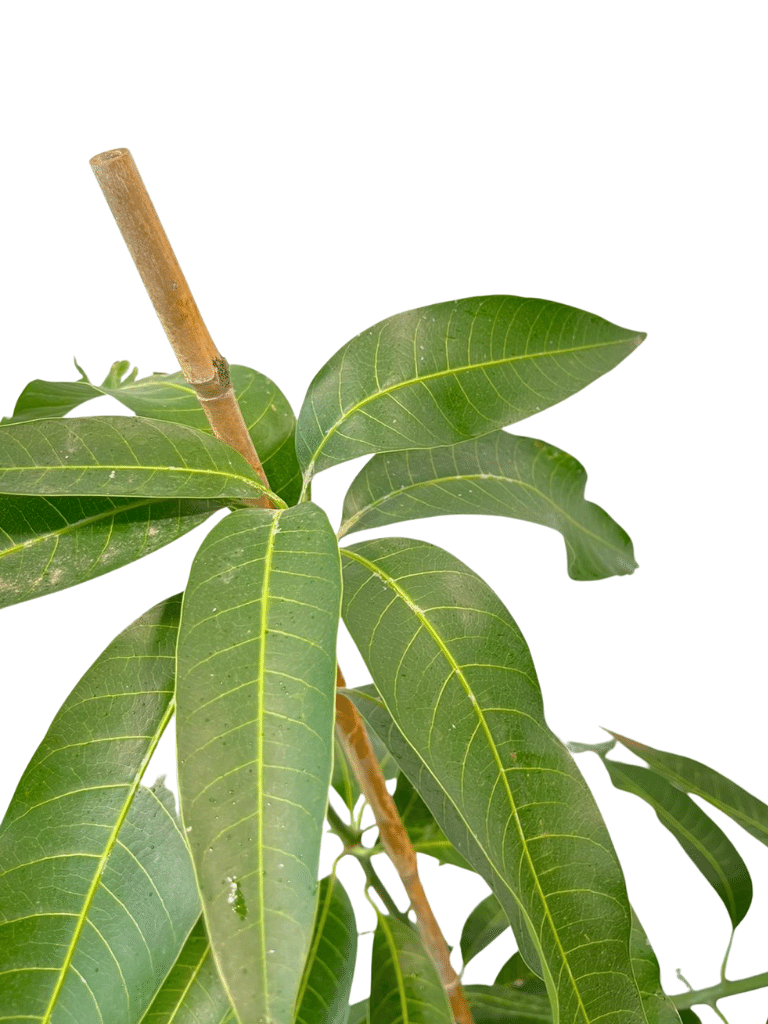 עץ מנגו-מאיה | עציץ בנפח 10 ליטר