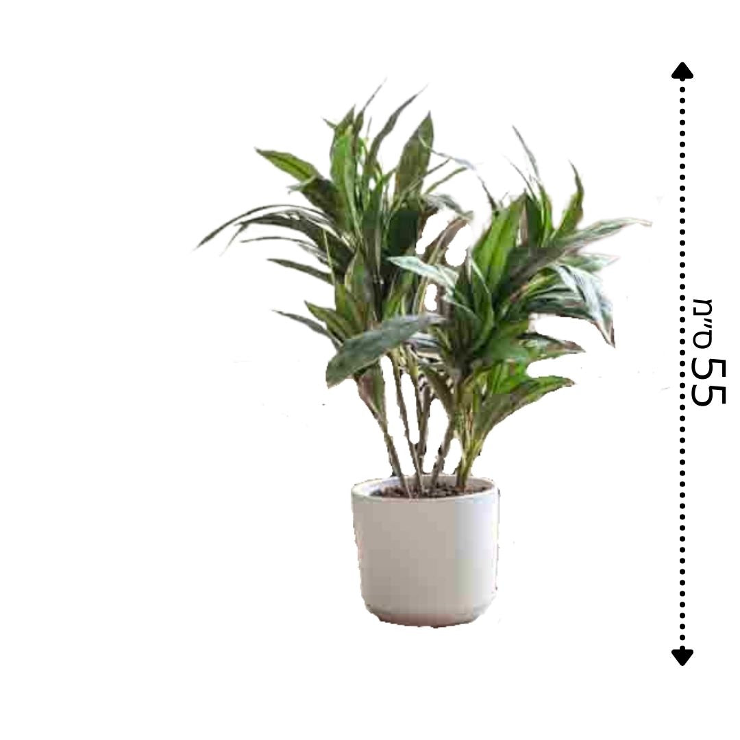 דרצנה מגוונת ננסית כולל כד