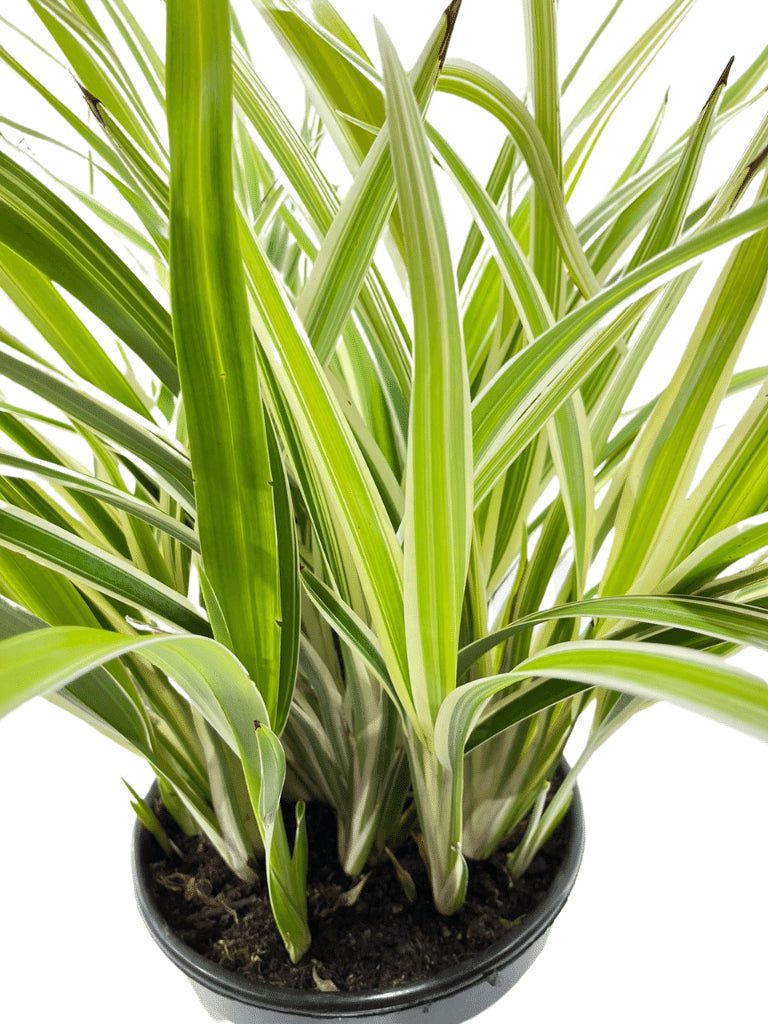 דיאנלה | עציץ בנפח 10 ליטר