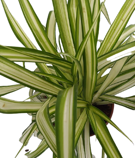 ירקה מגוונת | עציץ בנפח 4 ליטר