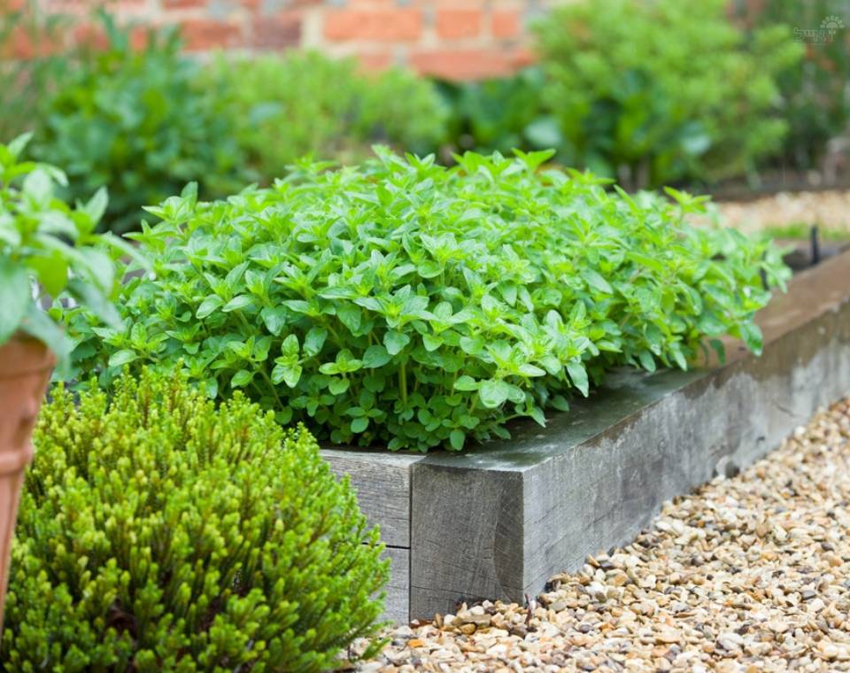 אורגנו | עציץ בקוטר 12 ס״מ