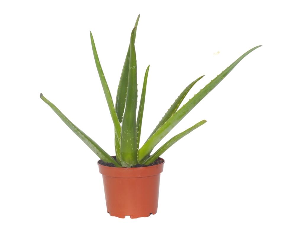 אלוורה רפואית | עציץ בנפח 4 ליטר