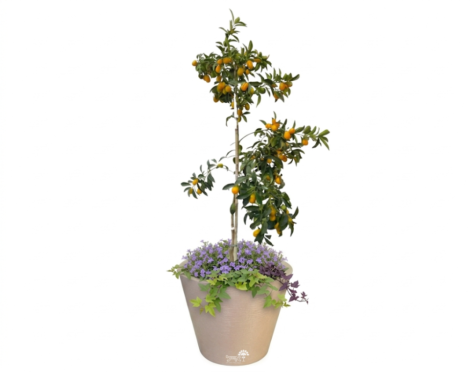 כד מוכן עם צמחיה | תפוז סיני, 8 לובליה ו-6 לפופית הבטטה | 5 צבעים לבחירה | 60X50