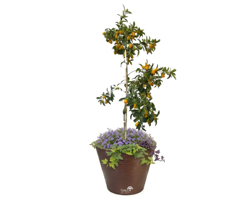 כד מוכן עם צמחיה | תפוז סיני, 8 לובליה ו-6 לפופית הבטטה | 5 צבעים לבחירה | 60X50