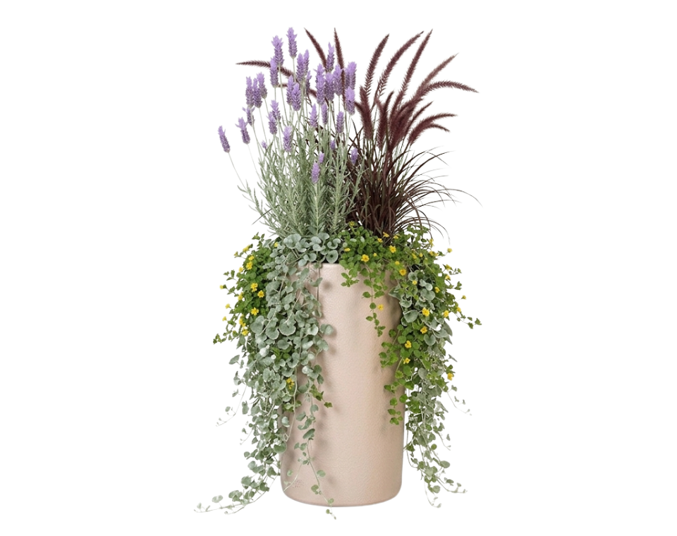 כד מוכן עם צמחיה | לבנדר מנוצה, זיף נוצה, 4 דיכונדרה כסופה ו-4 וידליה | 5 צבעים לבחירה | 40X80